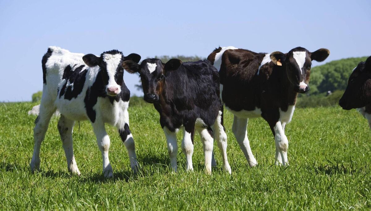 In a 2019 study, researchers confirmed ostertagia resistance in calves on a farm in Kilkenny that were treated with a clear dose of Avermectin.
