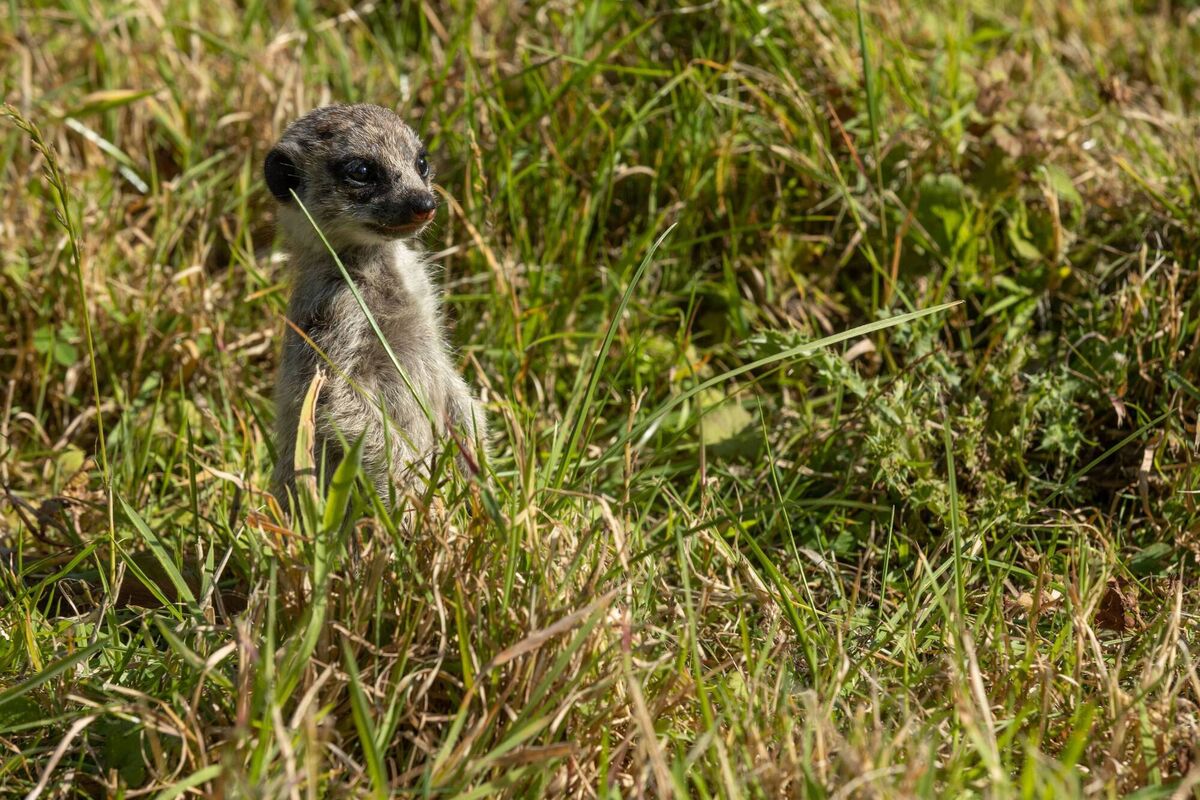 The pups were first spotted in early July. Picture: Darragh Kane The pups were first spotted in early July. Picture: Darragh Kane
