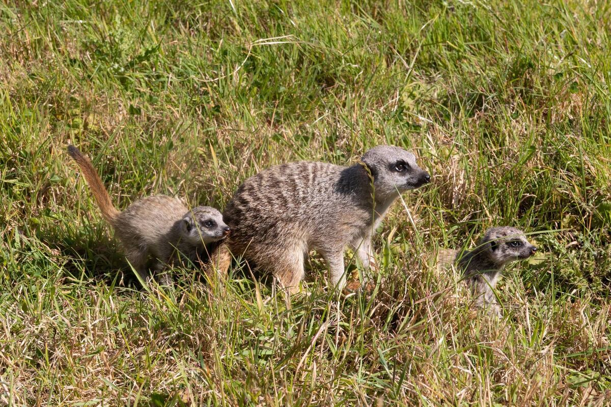 Members of the meerkat group have been looking after the new arrivals. Picture: Darragh Kane Members of the meerkat group have been looking after the new arrivals. Picture: Darragh Kane