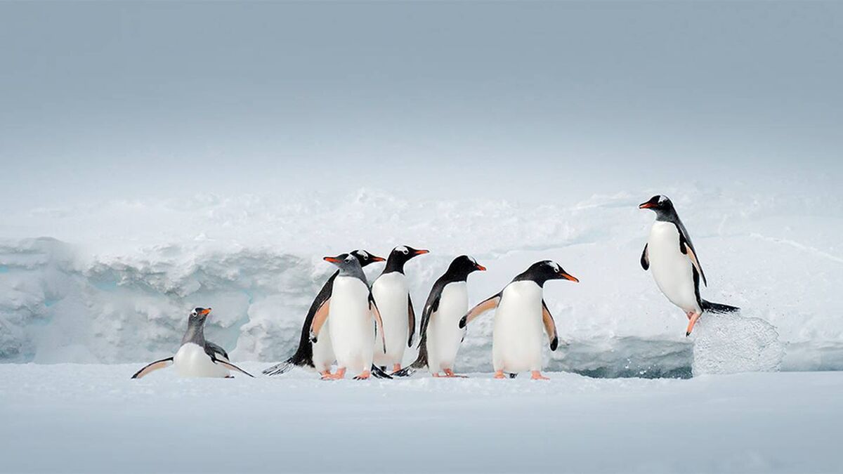 Irish sales of travel insurance policies for regions like Antarctica have surged post-covid, with Antarctica sales rising by over 80%.