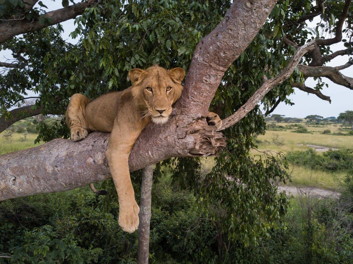 Jacob when he was younger, before losing his hind leg. Picture: Alex Braczkowski / Wildlife Conservation Network / Lion Recovery Fund Jacob when he was younger, before losing his hind leg. Picture: Alex Braczkowski / Wildlife Conservation Network / Lion Recovery Fund