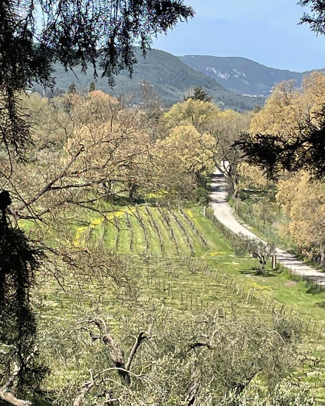 Theotoky winery is the oldest on the island Theotoky winery is the oldest on the island