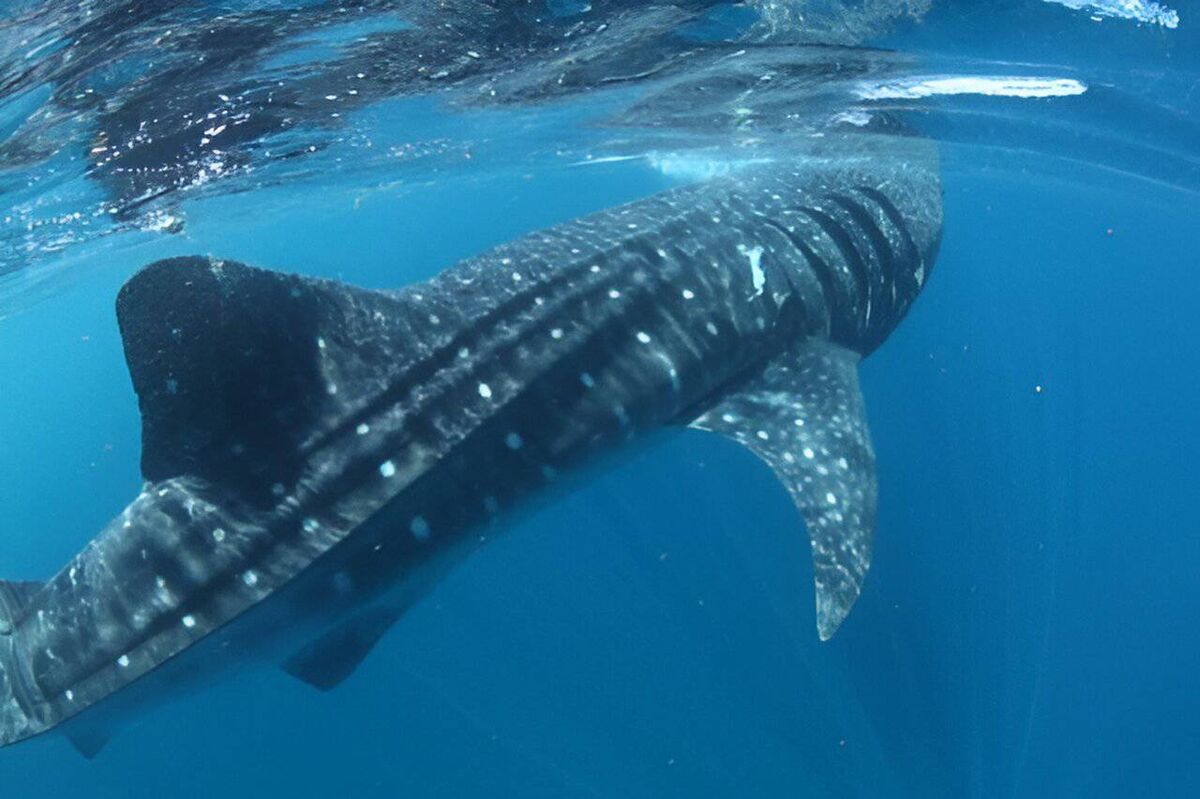 The whale shark Rio Lady. Picture: University of Rhode Island