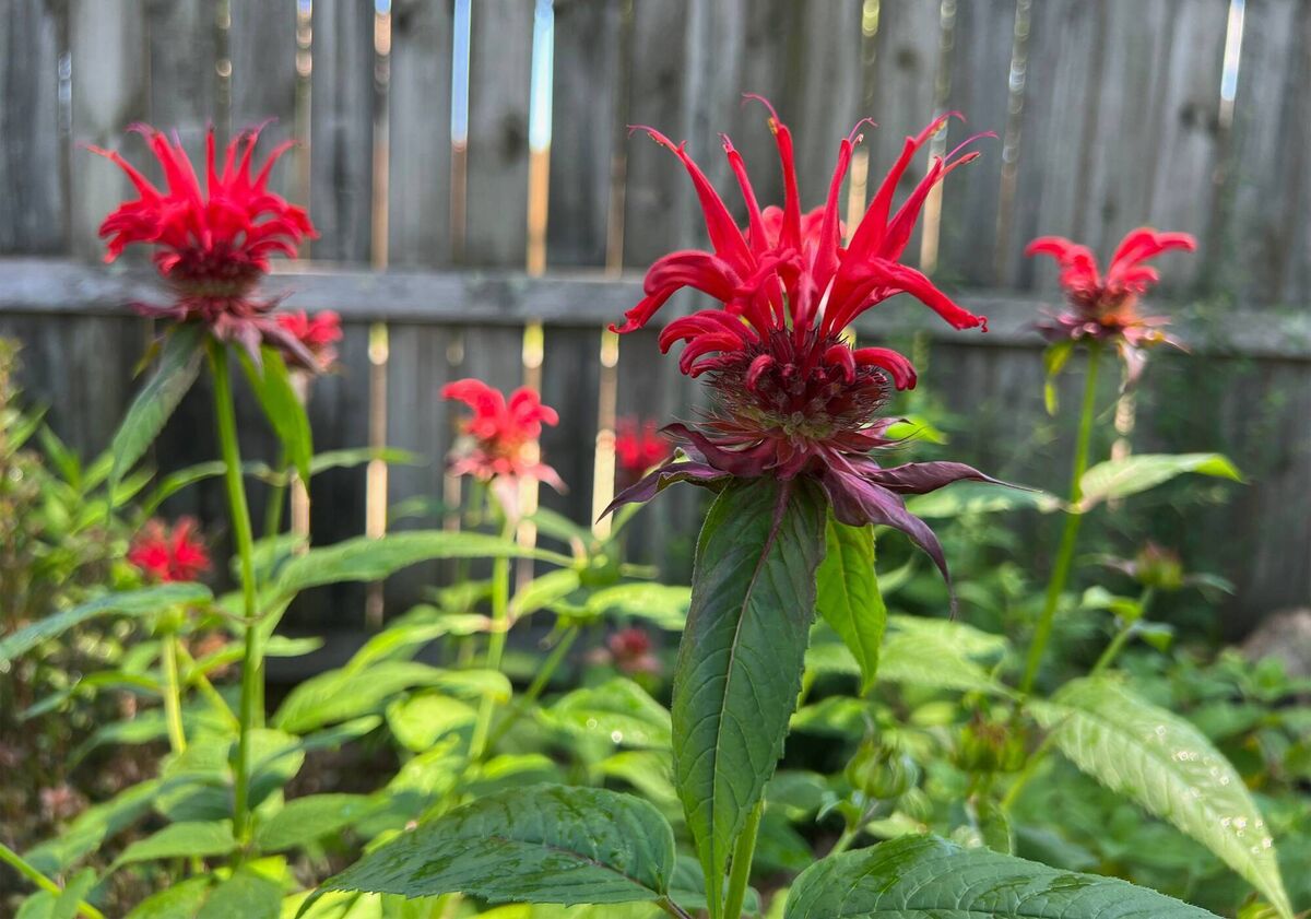 Bee balm or monarda was grown by Native Americans for its medicinal properties.