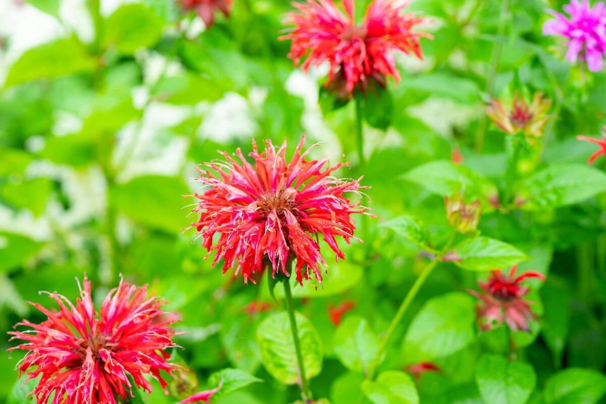 Bee balm.