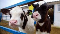 Calf at Dairy Farm Cow Pennsylvania Holstein Cute Baby Animal