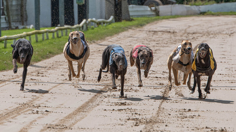 2,800 greyhounds born in 2021 now dead or unaccounted for 2,800 greyhounds born in 2021 now dead or unaccounted for