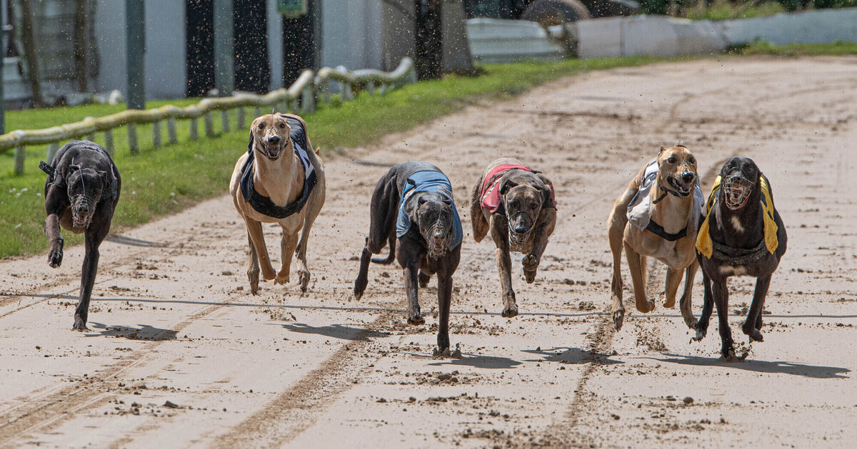 Greyhounds for Sale Greyhounds for Sale