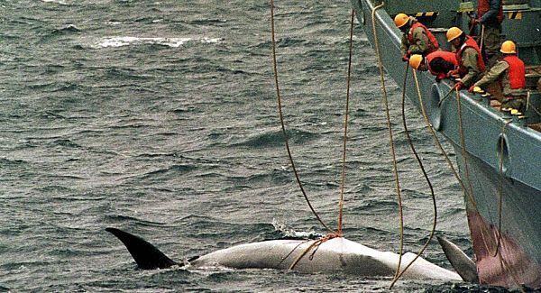 Japan to resume whaling in the Antarctic
