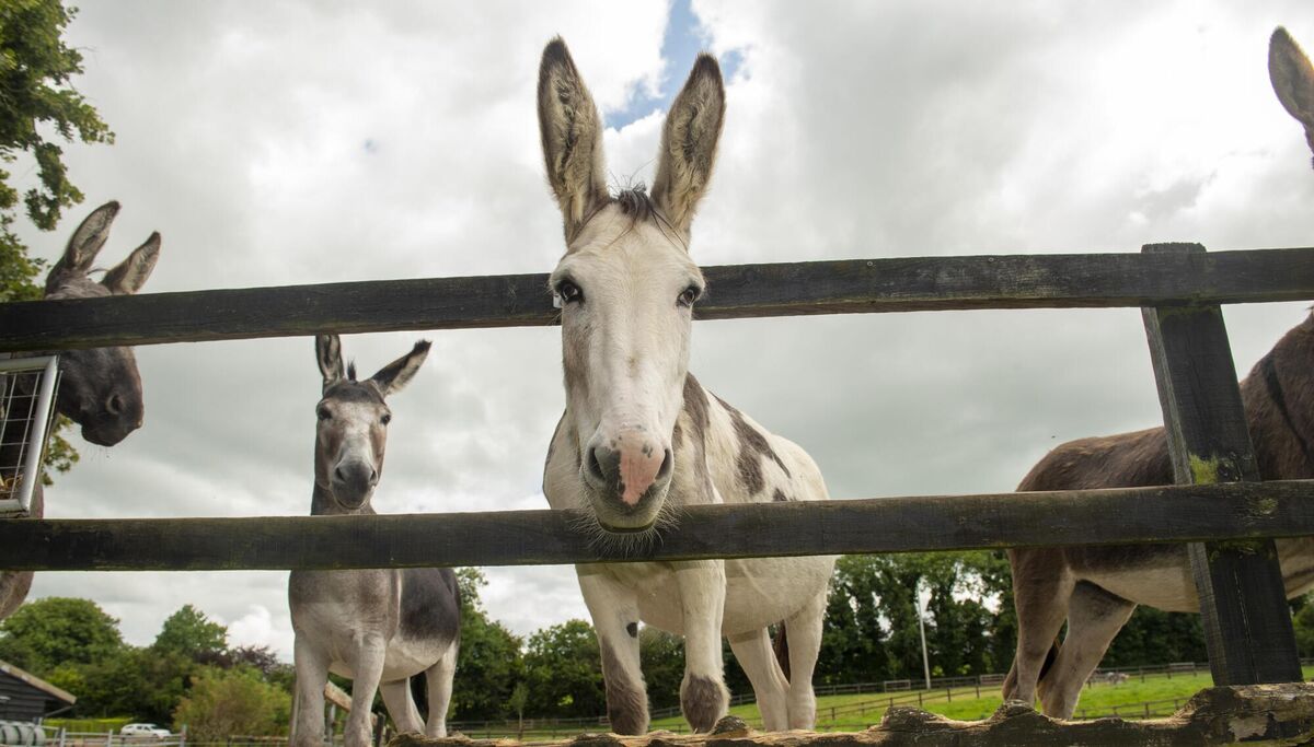 The sanctuary’s welfare team responded to 123 donkey welfare concerns from the public in the first five months of 2024. The sanctuary’s welfare team responded to 123 donkey welfare concerns from the public in the first five months of 2024.