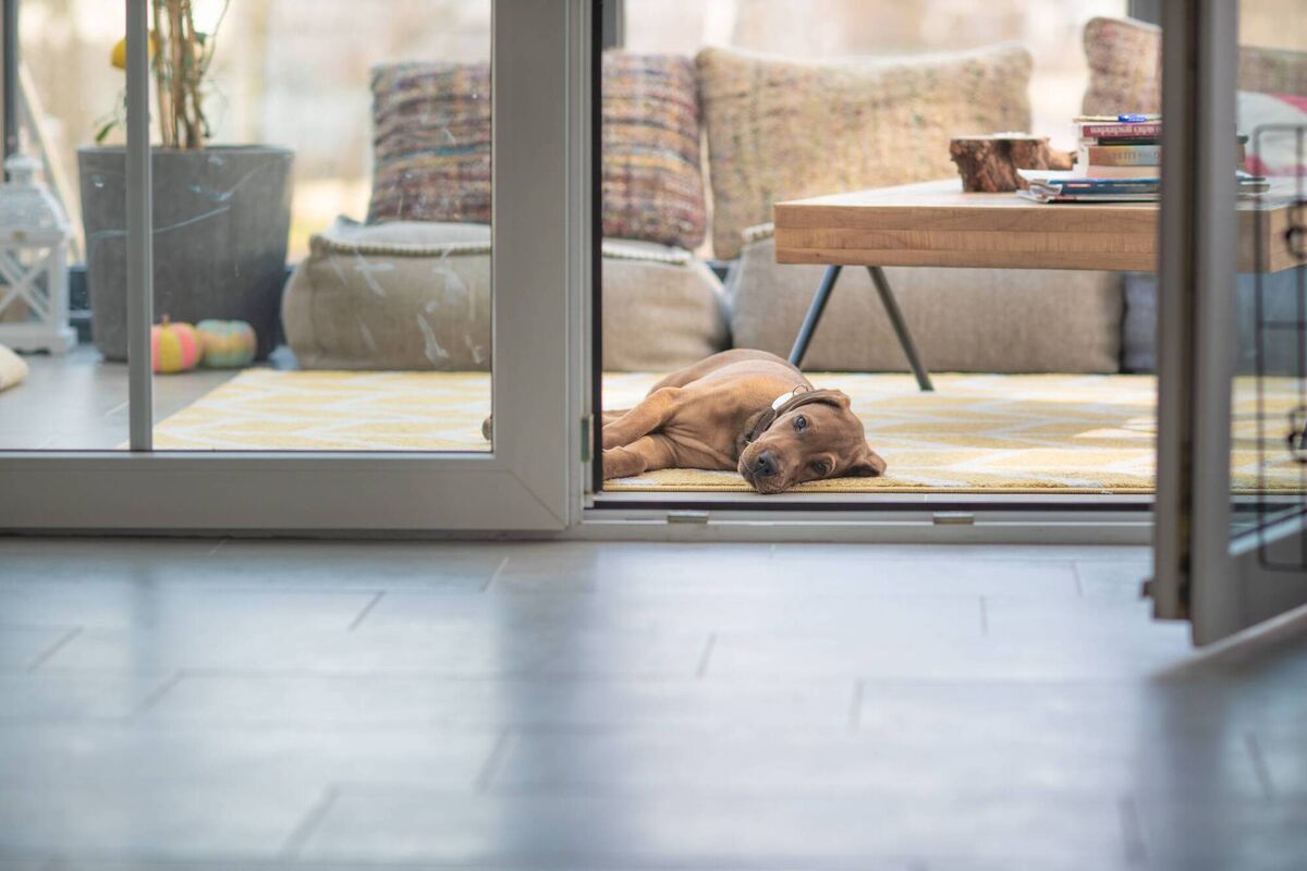 There are many ways to make life easier for our four-legged friends and ourselves at home. File picture