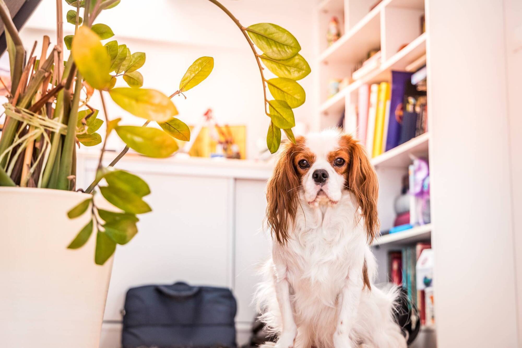 I share my tiny home with a dog. These four gadgets make life easy and fun