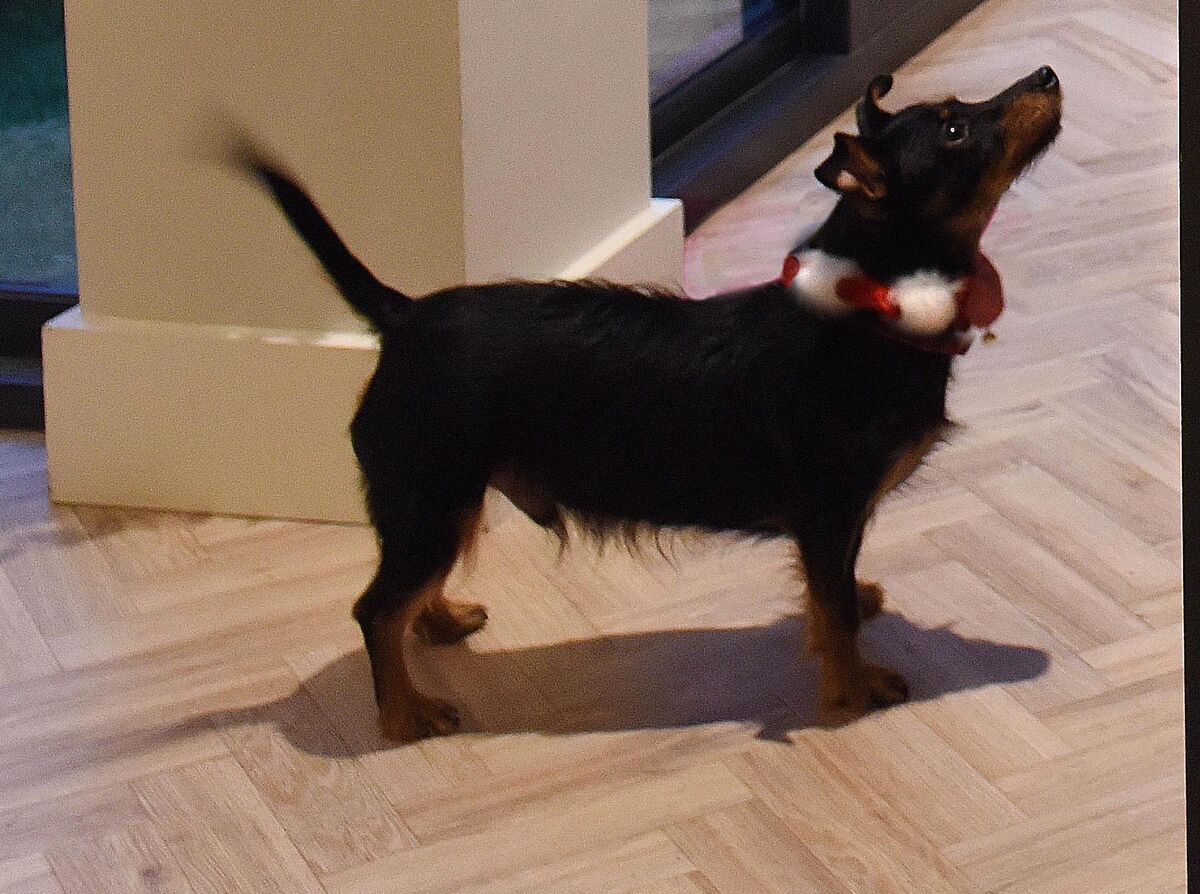 Jennifer's dog Perry.