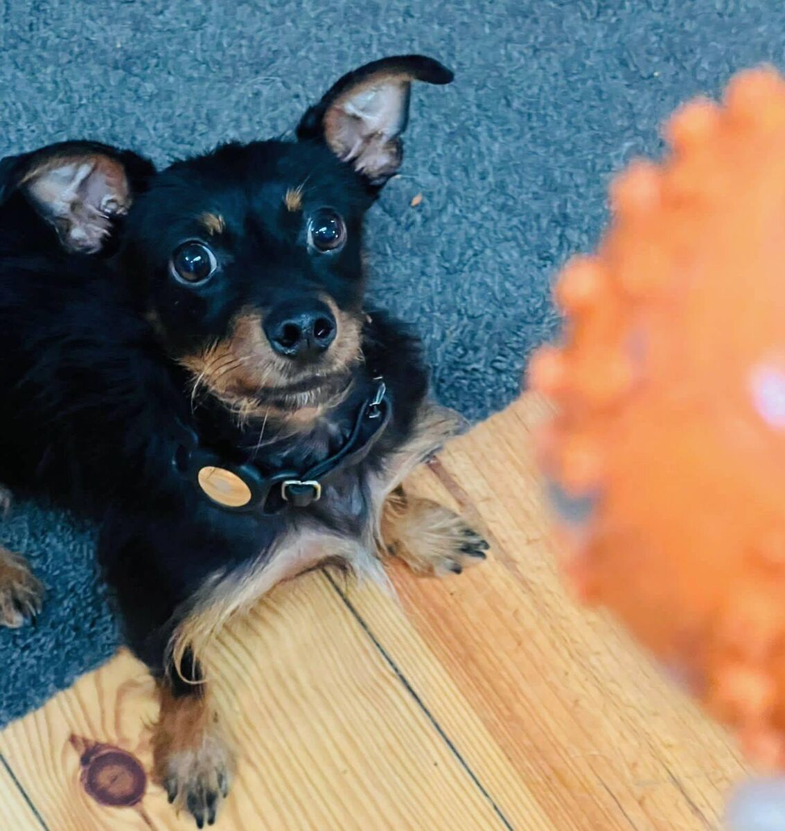 Jennifer's dog Perry wears the Apple AirTag on his collar.