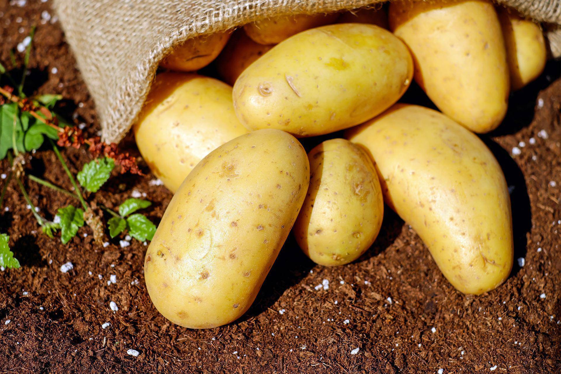 Slight increase in EU potato production last year despite long-term decline 