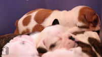 These sleeping bulldog puppies will brighten up your day