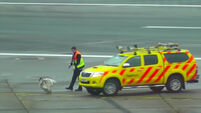 VIDEO: Rogue swan causes chaos at Heathrow airport