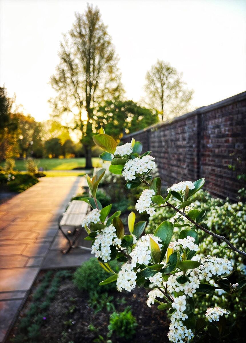 Viburnum in bloom.