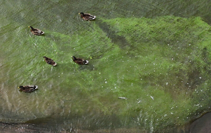 Ducks swimming though Blue Green Algae concentrations on the shores of Lough Neagh in County Antrim. Picture: Niall Carson/PA Wire