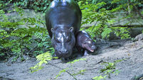 Berlin’s newest pygmy hippo makes her debut