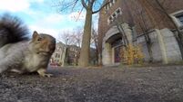 VIDEO: Pesky squirrel steals Go Pro, climbs tree, drops it