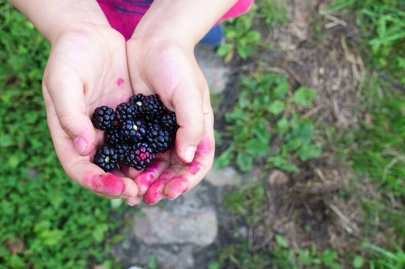Rather than being a recent fad, humans here have been gathering and gobbling blackberries for thousands of years. The Mesolithic hunter gatherers who inhabited this island 12,000 years ago would have been reliant on a wide variety of wild foods, including wild roots, shoots and seasonal fruits. The first farmers, in the Neolithic period, would have continued to be reliant on wild berries. Rather than being a recent fad, humans here have been gathering and gobbling blackberries for thousands of years. The Mesolithic hunter gatherers who inhabited this island 12,000 years ago would have been reliant on a wide variety of wild foods, including wild roots, shoots and seasonal fruits. The first farmers, in the Neolithic period, would have continued to be reliant on wild berries.