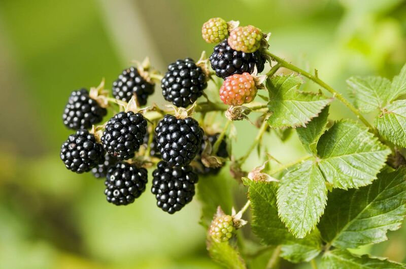 Anja Murray: "I find that the act of gathering is at least as satisfying as the joy of having these delicious, fresh, free, wild berries to savour. Blackberry picking inadvertently makes us more mindful." Anja Murray: "I find that the act of gathering is at least as satisfying as the joy of having these delicious, fresh, free, wild berries to savour. Blackberry picking inadvertently makes us more mindful."