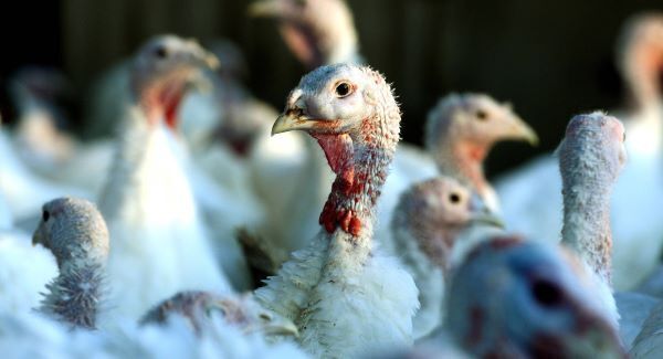 SuperValu falls prey to autocorrect, promotes 'bastard turkey'
