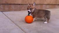 VIDEO: This corgi and his pumpkin will get you pumped for Hallowe'en