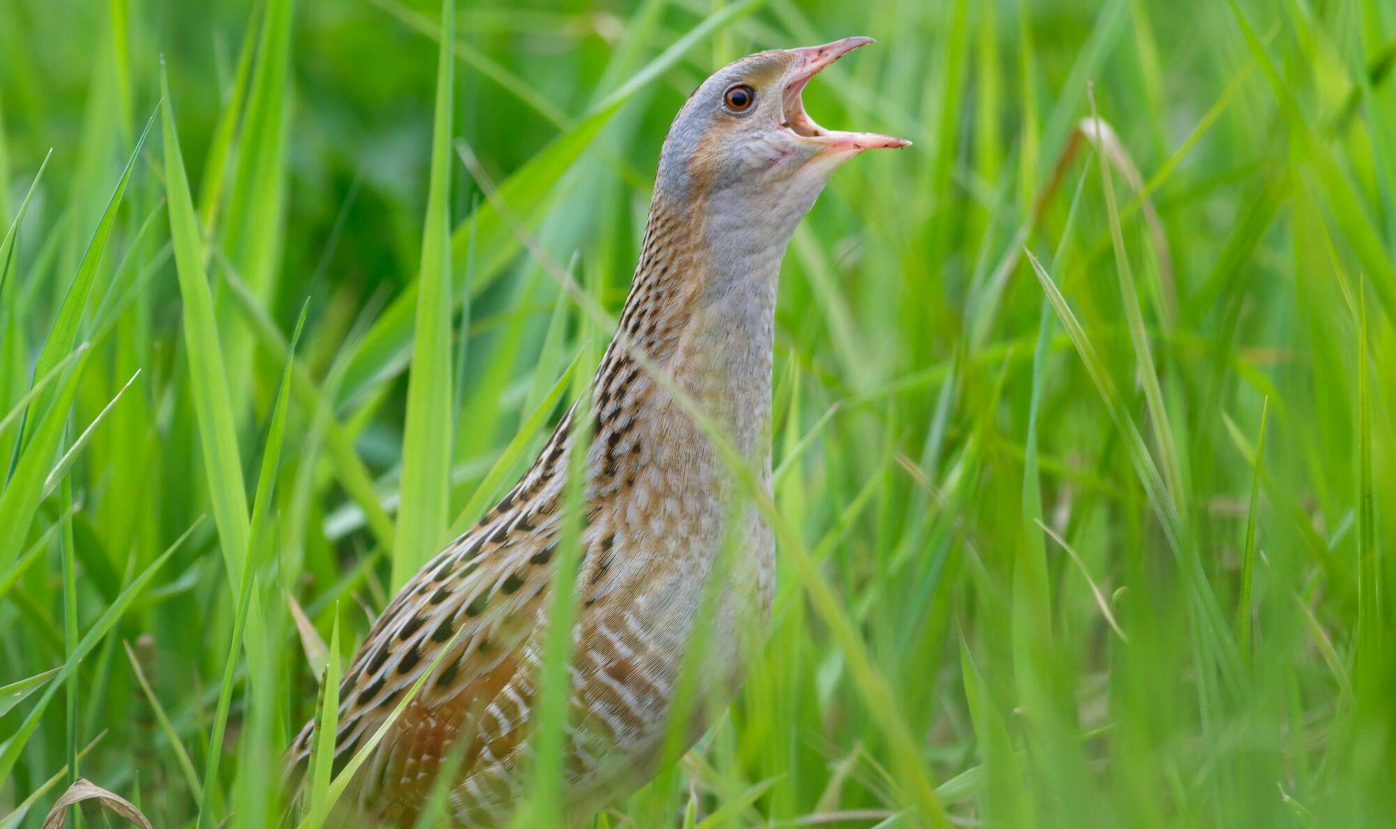Corncrake numbers continue to recover
