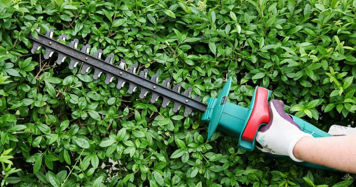 夏の終わりに生け垣を整えるのに最適なツール