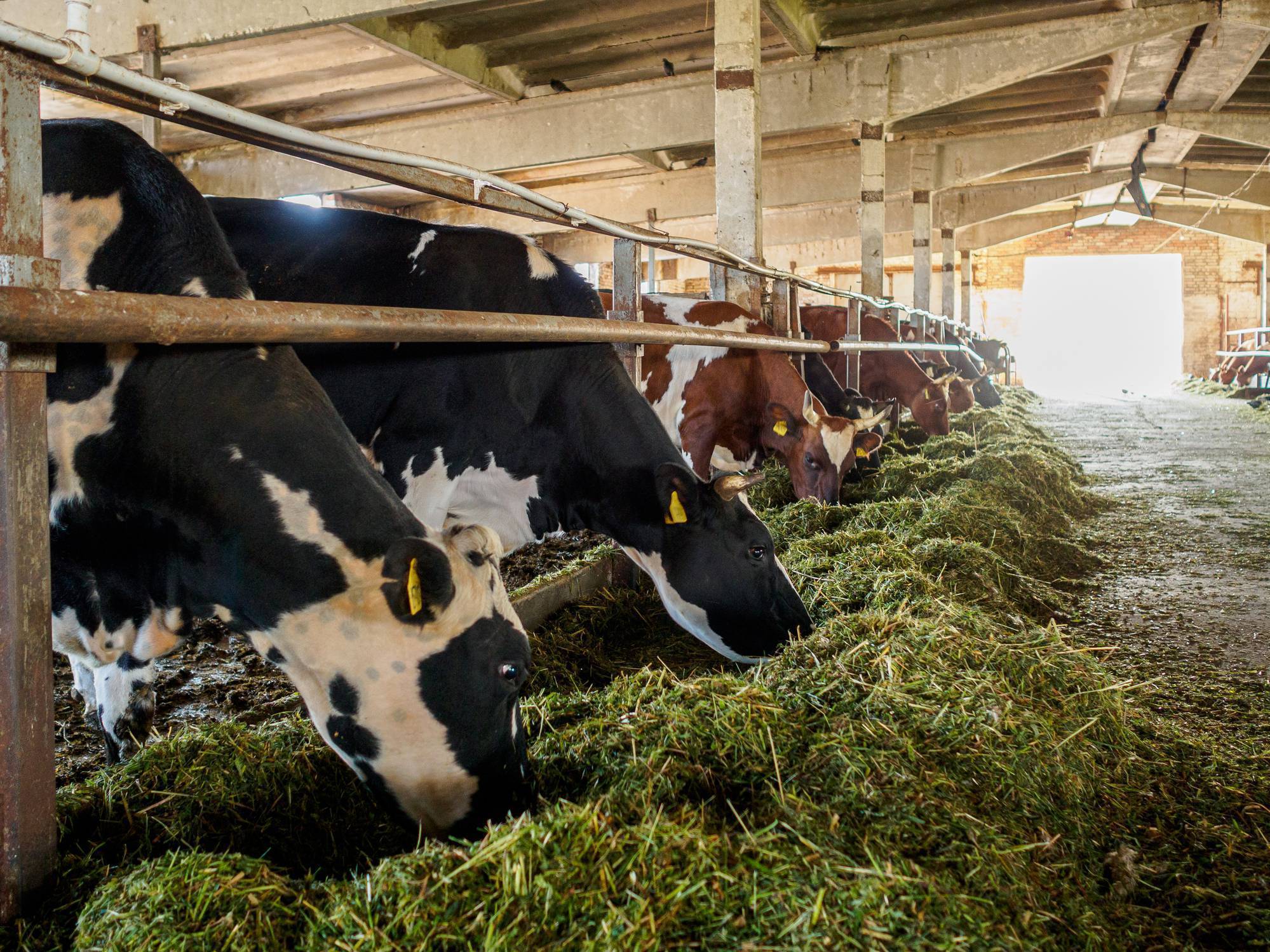 China launches anti-subsidy probe into EU dairy products which could hurt Irish exports
