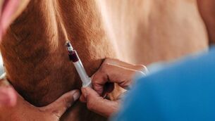 <p>There were 110 thoroughbred yearlings in total tested using a faecal egg count reduction test 14 days post-treatment, resulting in the 59 Irish yearlings in the group having a level of resistance to ivermectin. 	Pic: iStock</p>