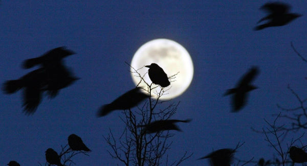 Video: Crow tells verbal abuser to 'f**' off'