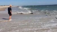 VIDEO: Rare shark feeding frenzy filmed on North Carolina beach