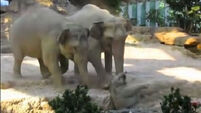 VIDEO: These elephants had the best reaction when a calf fell over