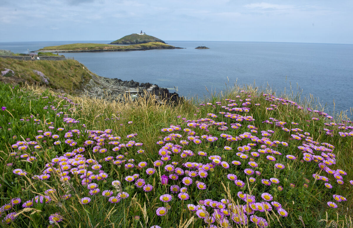 Ballycotton cliff walk Picture: Dan Linehan
