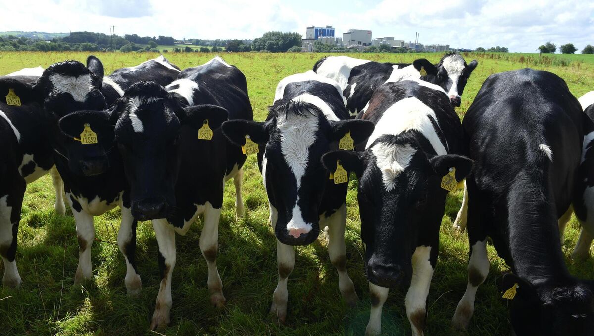 In June, Irish farmers and food producers exported just under €400m of dairy products. Exports to China, at €12.3m, place it eighth on the list and the largest importer of Irish dairy outside Europe and the US. Picture: Larry Cummins In June, Irish farmers and food producers exported just under €400m of dairy products. Exports to China, at €12.3m, place it eighth on the list and the largest importer of Irish dairy outside Europe and the US. Picture: Larry Cummins