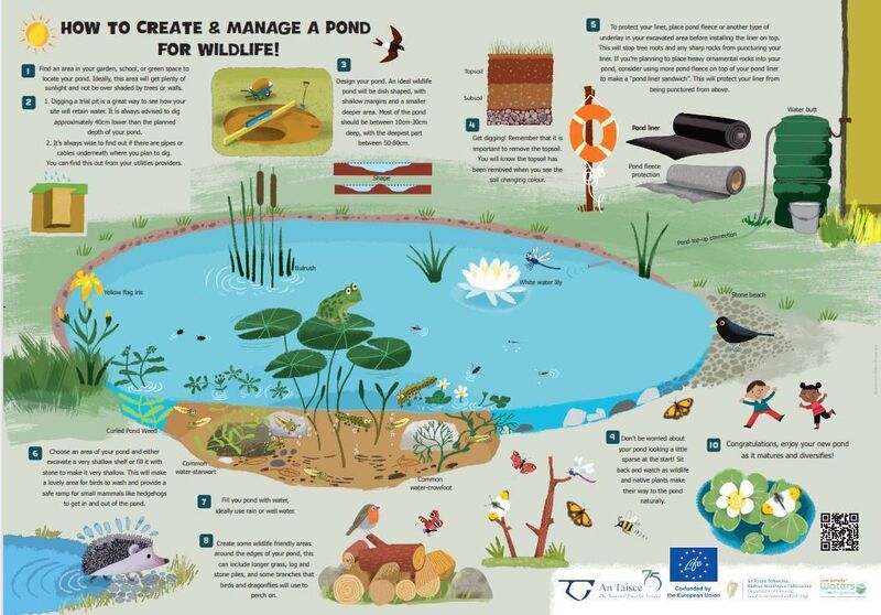 How to create and manage a pond for wildlife. Image: An Taisce