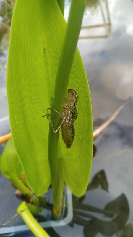 Pondlife: exoskeleton of a dragonfly nymph at a pond in Ballinlough, Cork 