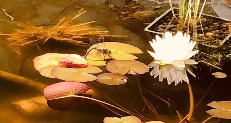 Anja Murray: "New ponds rarely take long to host pond skaters, water boatmen, damselflies, whirligig beetles, mayflies, stoneflies and moths. Rather than buying in pond plants, the expert advice is to wait and see what arrives without any intervention. Yellow water-lilies like the more open water in the middle, while native pondweeds — bogbean and water mint — gather around the edges. Even in a garden where there’s no obvious route for pond life to find its way in, life will find a way." Suburban pond in Ballinlough, Cork
