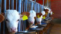 Cow, calf