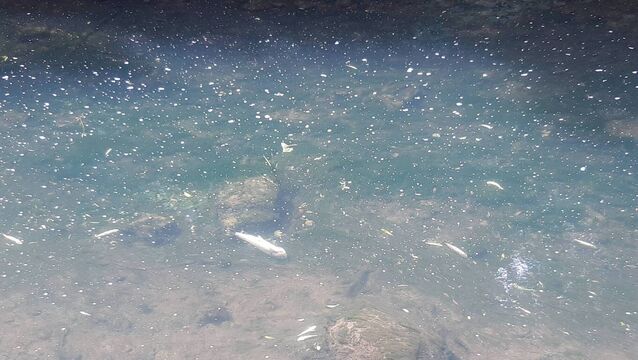 <p>A fish kill in the River Rye in Leixlip, Co Kildare, in 2022. Salmonids were the main fish group affected during the period, with brown trout and salmon the main species affected. File picture: Inland Fisheries Ireland</p>