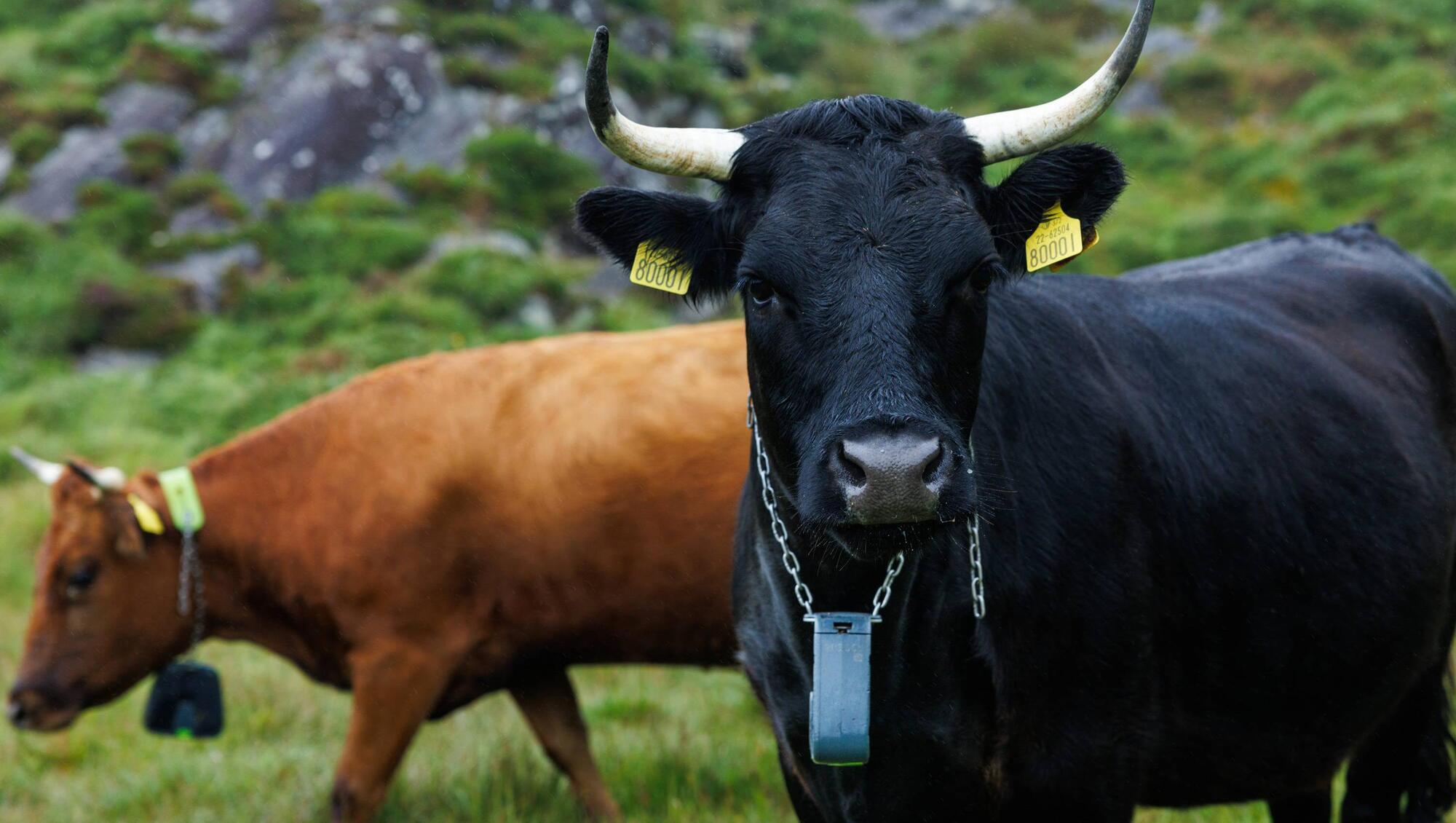 Nofence offers effective livestock management at the click of a button.
