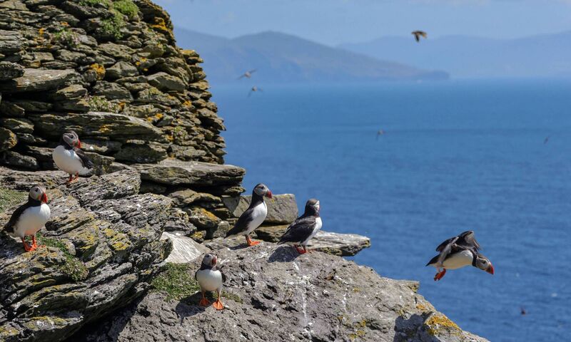 The iconic Atlantic Puffins are plentiful on Skellig Michael, (Sceilg Mhichíl). These colourful enigmatic seabirds have been breeding and fattening their chicks on sand-eel and sprat before departing in August. Picture: Valerie O'Sullivan/FREE PIC***