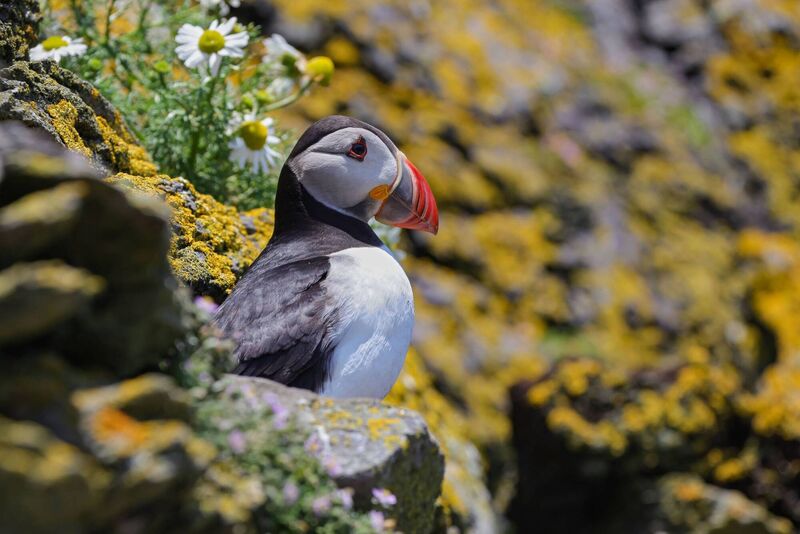 Puffin nest sites are found in burrows or in cracks and crevices across the island which offers protection from avian predators. Skellig Michael (Sceilg Mhichíl) is a Statutory Nature Reserve, a Special Protection Area, part of Páirc Náisiúnta na Mara, Ciarraí. Picture: Valerie O'Sullivan