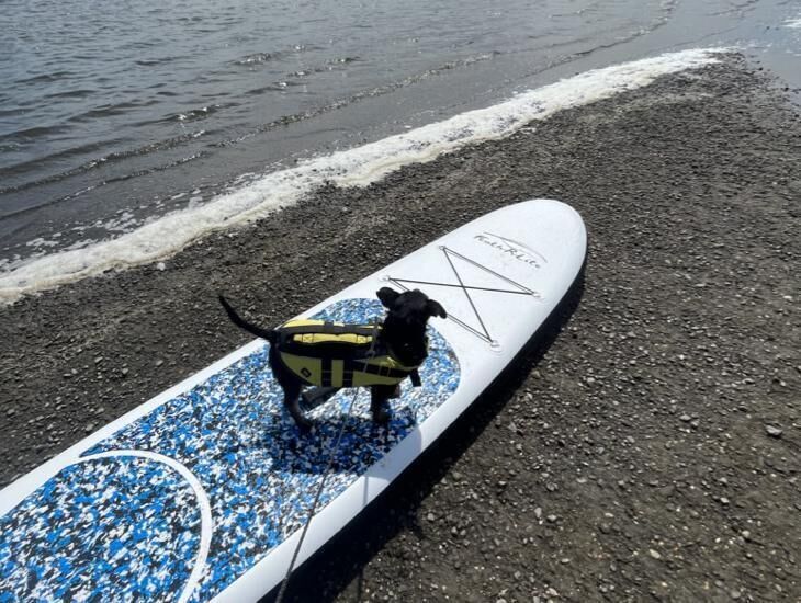 Pooch Perry on Jennifer's inflatable SUP paddleboard.