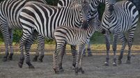 PICTURES: Dublin Zoo has a new baby zebra