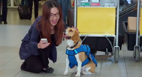 VIDEO: This dog returns lost belongings to travelers in Amsterdam Airport