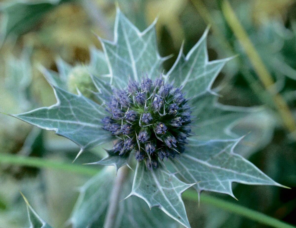 Sea holly, photographed by James Jordan for 'Wildflowers of Cork City and County' by Tony O'Mahony, published by The Collins Press.